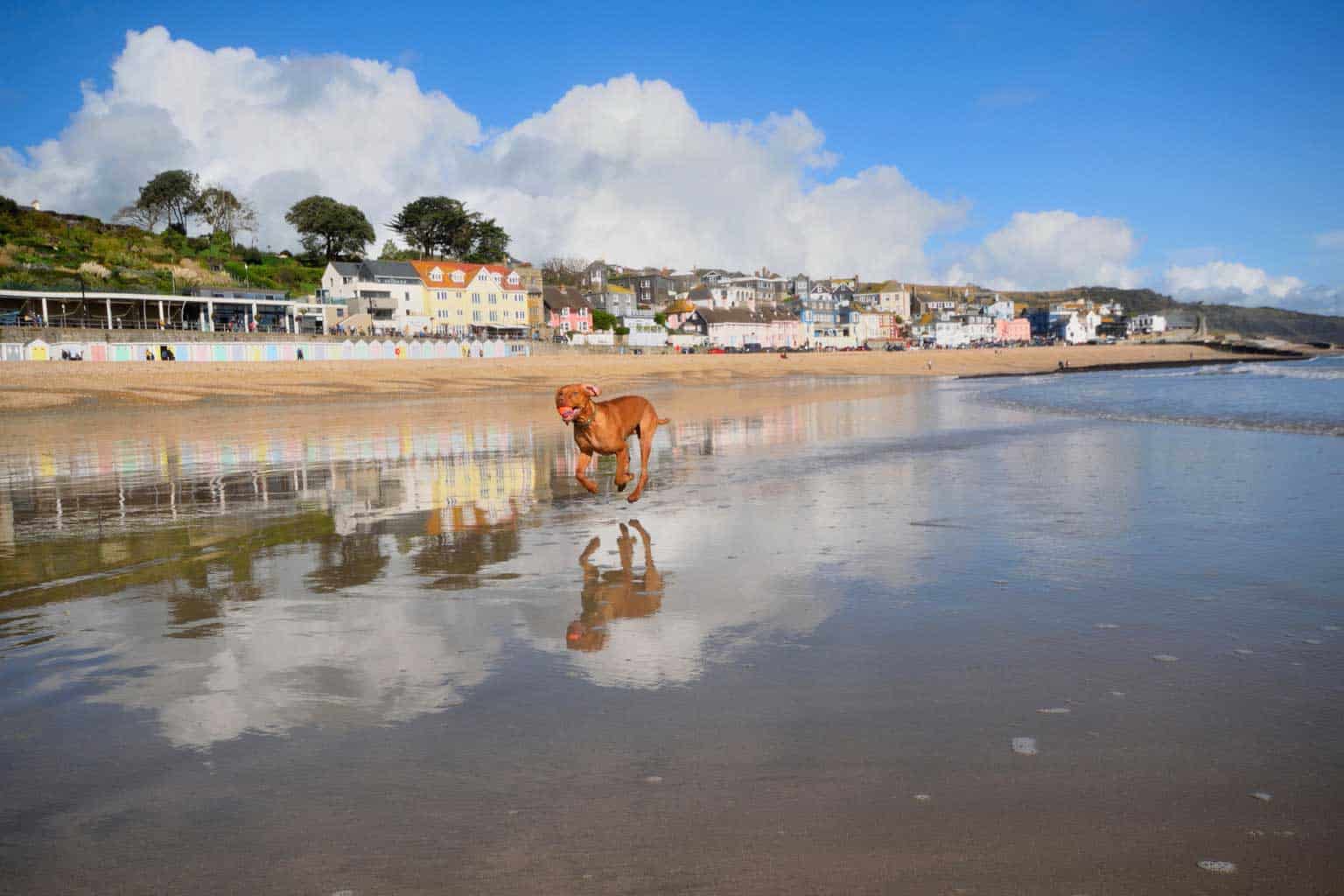 is boscombe beach dog friendly