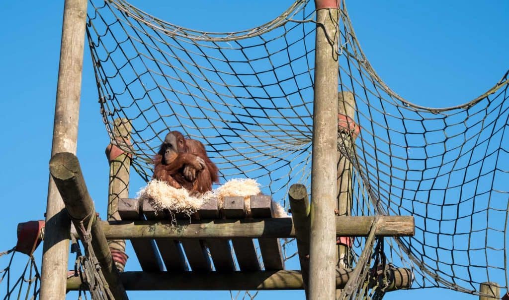 Monkey World Dorset