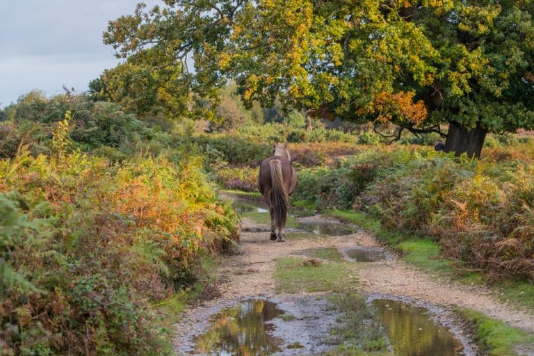 pony walking down path in forest, One of many things to do in the New Forest.