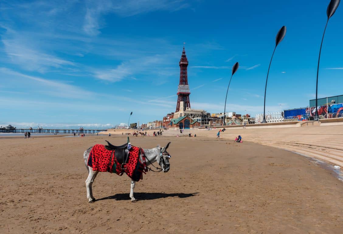 Donkey on beach in Blackpool for holiday parks in Blackpool